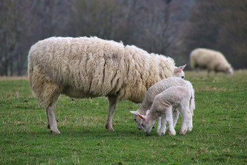 Fototapeta premium Sheep and Lambs