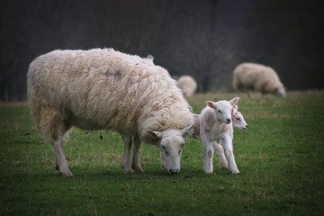 Naklejka na ściany i meble Sheep and Lambs