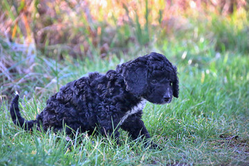 Cockapoo Puppy