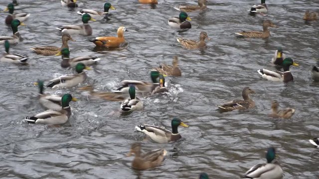 ducks fighting for food in a pond in a city Park,