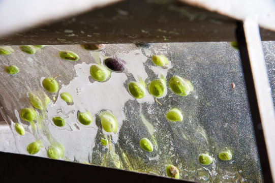 The process of olive washing and defoliation in the chain production of a modern oil mill