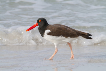 American Oystercatcher