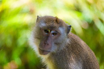 upset monkey face expression in the wild