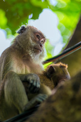 Obraz premium portrait of a monkey on a tree background in the wild close-up