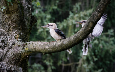 Two Kookaburras in a tree, one sitting and the other in the fly. 