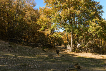 Naklejka premium La Hiruela de Madrid 04