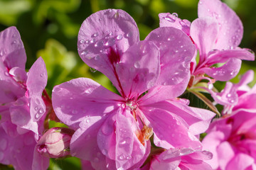 Fleurs de géranium violettes avec gouttes de rosée
