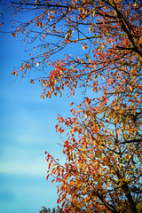 Autumnal, yellow leaves on a tree with blue sky
