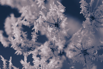 Hoarfrost on plants. Winter abstract macro of rime on plants.