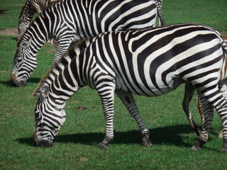 Fototapeta na wymiar zebras 