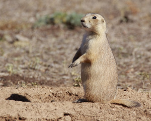 Standing prairie dog in the prairie