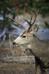 White Tail Deer Headshot