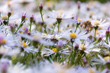 Blumen in Nahaufnahme auf der Wiese Weide endlich Frühling Sommer