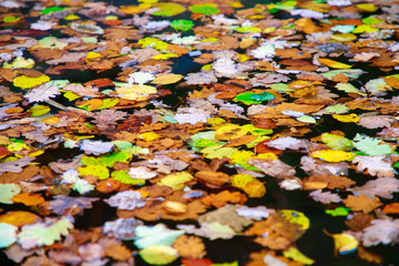 Autumn color change is season colorful, with red, yellow and green leaves alternates on water surface.