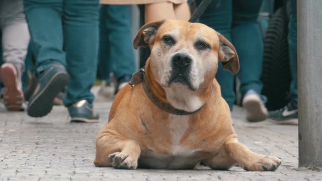 Crowd of People on the Street Pass by a Sad, Tied Faithful Dog that Lies on the Street and Looks at them. Big Dog waiting for his owner Lying on the Sidewalk.