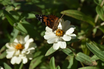 Butterfly on white petal flower