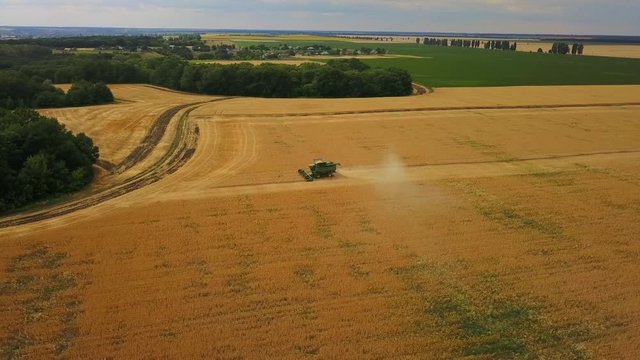 Aerial view: flying around agricultural machinery. Combine harvester gathering a ripe crop from the field. Harvesting golden wheat - Birds eye view