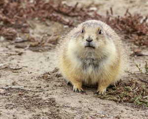 Chubby Prairie dog