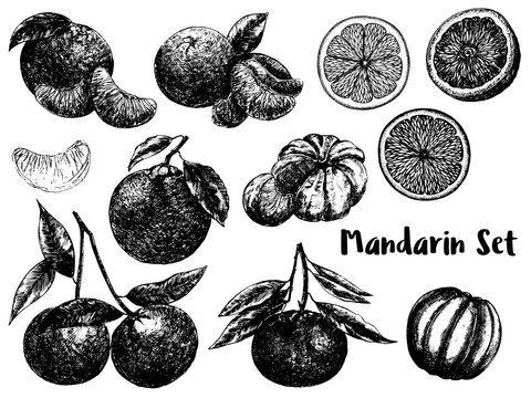 Hand drawn sketch set of mandarin orange fruits. Whole fruit with leaf and sliced. Vector illustration isolated on white background.