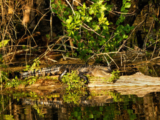 Resting Gator