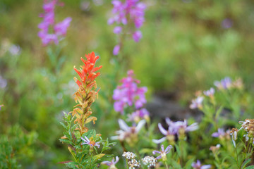 Crystal Mountain Ski Resort Spring Washington Fog