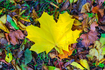Fallen leaves in an autumn park.