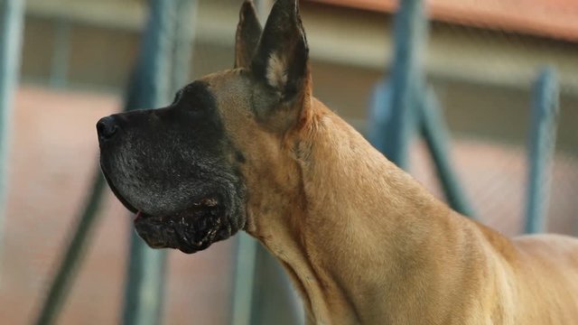 Profile portrait of Great Dane breed dog