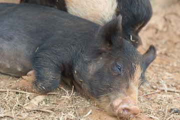 Cuba Vinales Cute Pig