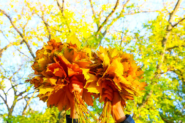 Fallen leaves in an autumn park.