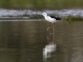 Black-winged Stilt Foraging on the Pond