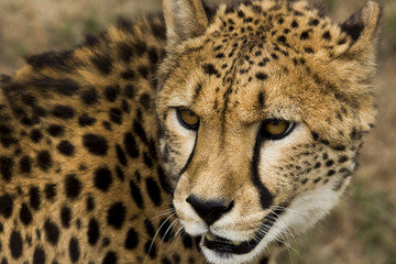 Cheetah Close Up
