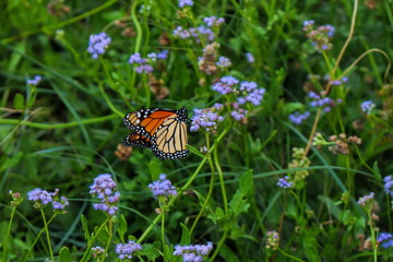 Monarch Butterfly