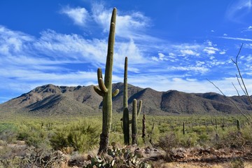 Saguaro National Park West Tucson Arizona