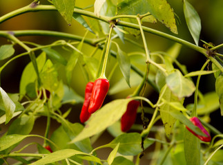 Red chili pepper plant with pepper and branches