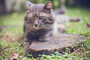 Furry grey cat with a pawn over a stump