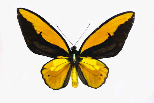 Wallace's golden birdwing (Ornithoptera croesus) male isolated