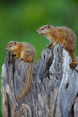 Scoiattoli nel parco del Kruger sudafrica