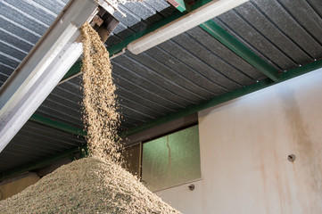 Olive oil pomace being collected as a production waste in a modern oil mill - 179476159