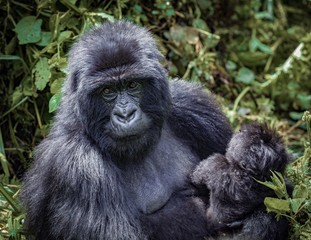 Mountain gorillas, mother and child, Rwanda