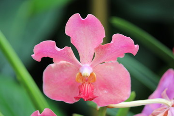 Pink Orchid Delight
