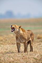 leonesso dopo la caccia nella savana in Zambia