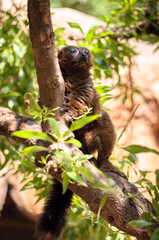 red madagascar lemur
