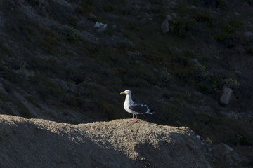 Gull in the light