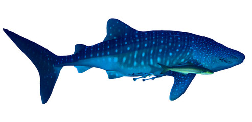 Naklejka premium Whale Shark isolated on white background