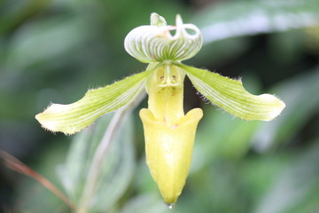 Orchid Perfection