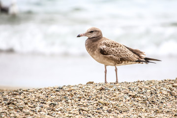 young gull