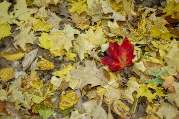 Autumn scene of one red maple leave standing out on a bed of yellow oak and maple leaves