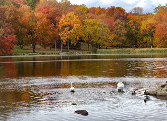 Autumn scene of two swans on a lake surrounded by bright colorful trees