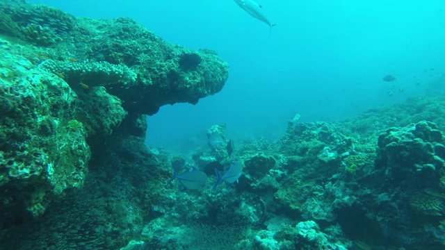 Underwater coral reef with Trevally fish hunting glassfish
