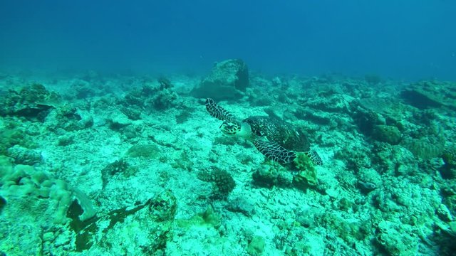 Hawksbill Sea Turtle swimming on coral reef looking for food